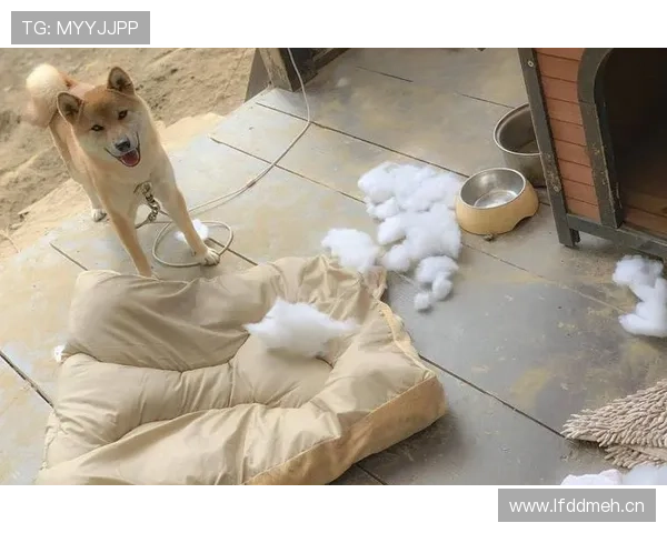 大阪刚买下比她家还大的狗屋，给两只柴犬开派对